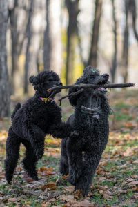 pexels-yoomee-14559525 Retrieving